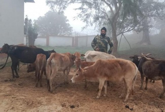 BSF Rescue 10 Cows which were attempted to be Smuggled